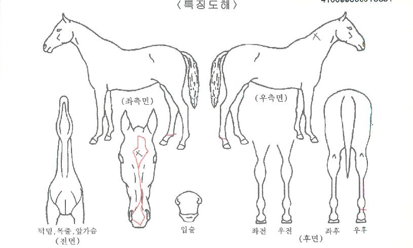 ���ø�Ʈŷ���� ����,���,�޸�,�λ�,�ٸ��� Ư¡����