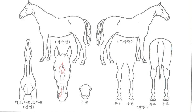 ��Į������� ����,���,�޸�,�λ�,�ٸ��� Ư¡����