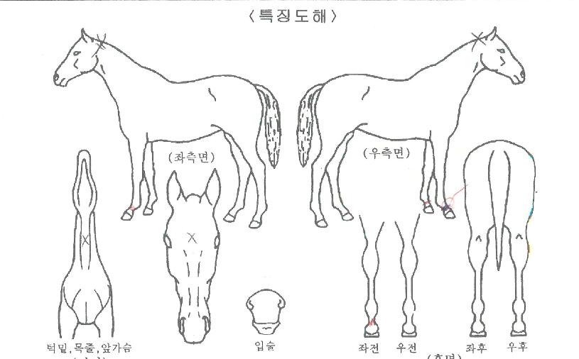 Ãʵ¿¹Ì¸£ÀÇ Ãø¸é,¿ì¸é,µÞ¸é,µÎ»ó,´Ù¸®ÀÇ Æ¯Â¡µµÇØ