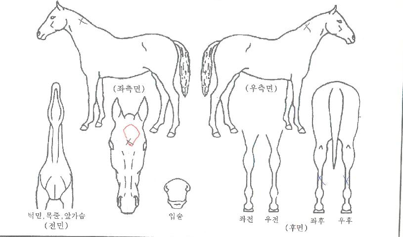 ¿ÀÇǼĿ¸ÇµùÀÇ Ãø¸é,¿ì¸é,µÞ¸é,µÎ»ó,´Ù¸®ÀÇ Æ¯Â¡µµÇØ