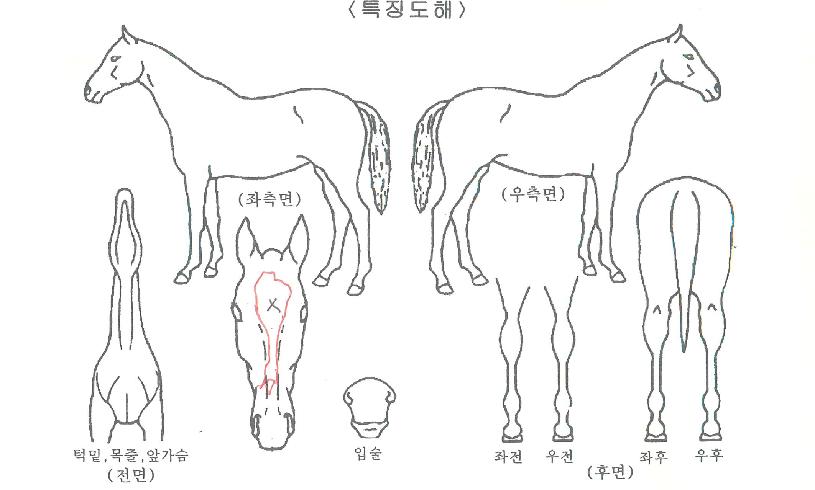 �麣��Ʈ�� ����,���,�޸�,�λ�,�ٸ��� Ư¡����