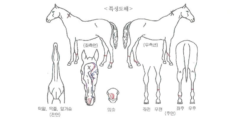 ���帲�� ����,���,�޸�,�λ�,�ٸ��� Ư¡����