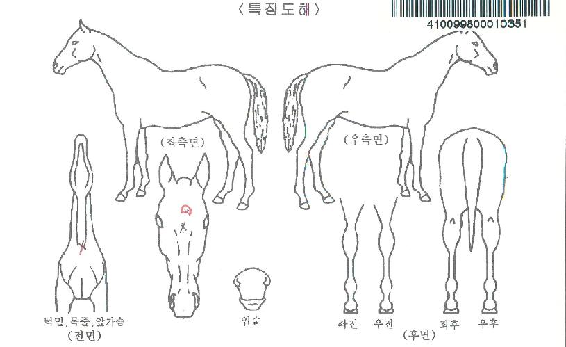 ±Û·Î¸®¾î½ºµ·ÀÚ¸¶ÀÇ Ãø¸é,¿ì¸é,µÞ¸é,µÎ»ó,´Ù¸®ÀÇ Æ¯Â¡µµÇØ
