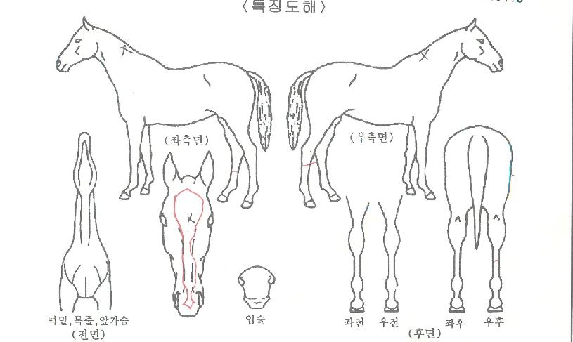 �����ǿ����� ����,���,�޸�,�λ�,�ٸ��� Ư¡����