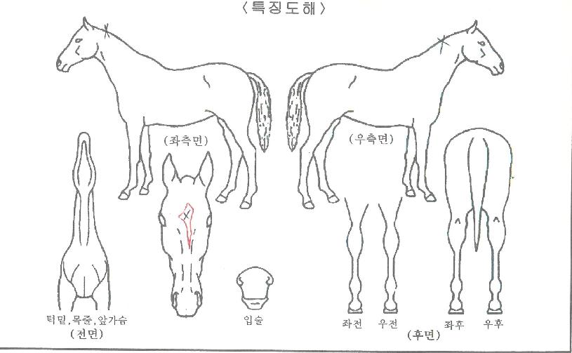 ��������ڸ��� ����,���,�޸�,�λ�,�ٸ��� Ư¡����