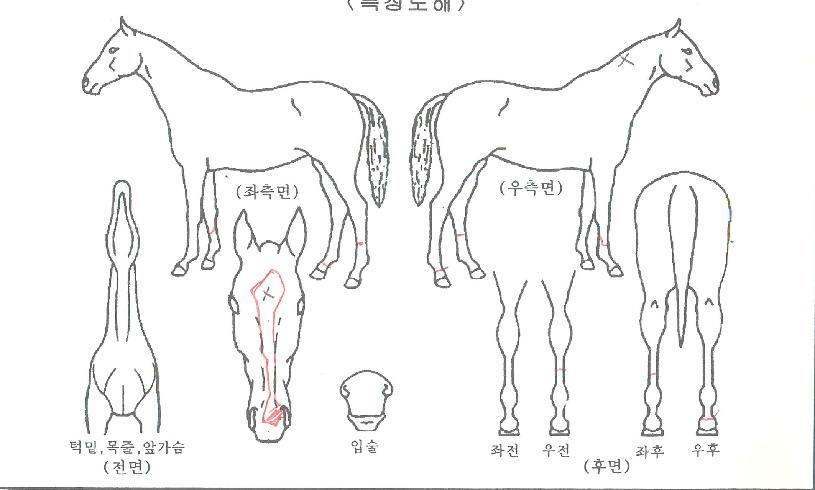 �����ٴ��� ����,���,�޸�,�λ�,�ٸ��� Ư¡����