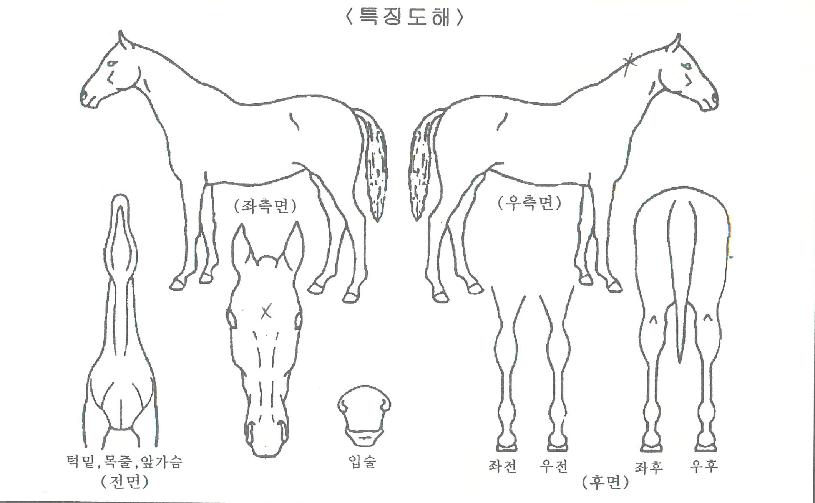 ����Ÿ���� ����,���,�޸�,�λ�,�ٸ��� Ư¡����