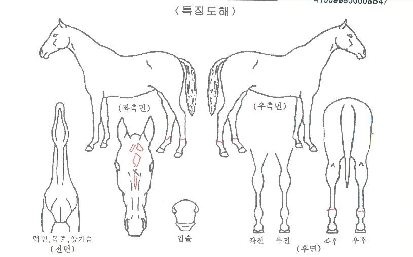 ����Ǯ��Ʈ�� ����,���,�޸�,�λ�,�ٸ��� Ư¡����