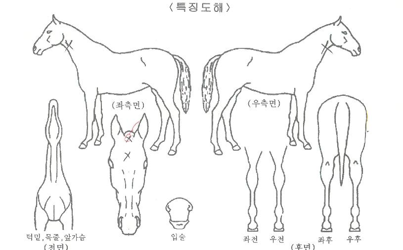 dz¿îÀü»çÀÇ Ãø¸é,¿ì¸é,µÞ¸é,µÎ»ó,´Ù¸®ÀÇ Æ¯Â¡µµÇØ