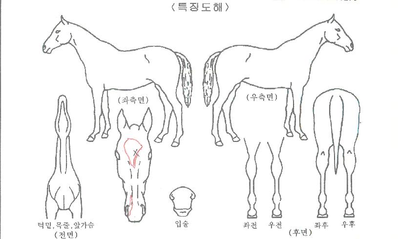 ±Â¹ðÅ©·°Å°ÀÇ Ãø¸é,¿ì¸é,µÞ¸é,µÎ»ó,´Ù¸®ÀÇ Æ¯Â¡µµÇØ