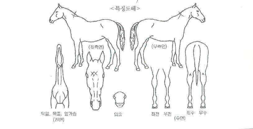 ÄÄÇø®Æ®½ºÅèÀÇ Ãø¸é,¿ì¸é,µÞ¸é,µÎ»ó,´Ù¸®ÀÇ Æ¯Â¡µµÇØ