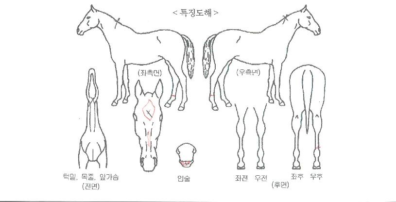 �������ڸ��� ����,���,�޸�,�λ�,�ٸ��� Ư¡����