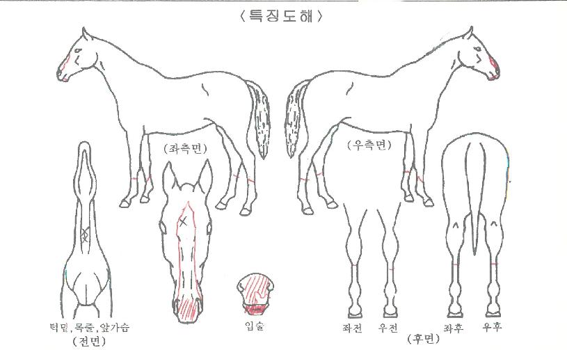 Àü¼³ÀÇÆÝÄ¡ÀÇ Ãø¸é,¿ì¸é,µÞ¸é,µÎ»ó,´Ù¸®ÀÇ Æ¯Â¡µµÇØ