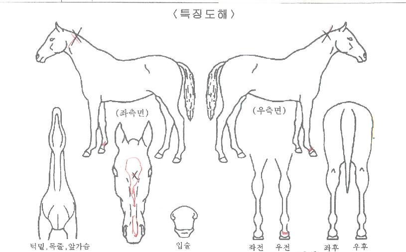 ´ëÀÏÄýÀÇ Ãø¸é,¿ì¸é,µÞ¸é,µÎ»ó,´Ù¸®ÀÇ Æ¯Â¡µµÇØ