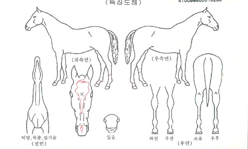 ¿ö¸®¾î¼±´õÀÇ Ãø¸é,¿ì¸é,µÞ¸é,µÎ»ó,´Ù¸®ÀÇ Æ¯Â¡µµÇØ