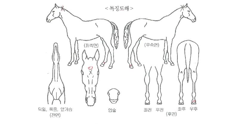¹Ì»çÀϰ¨µ¿ÀÇ Ãø¸é,¿ì¸é,µÞ¸é,µÎ»ó,´Ù¸®ÀÇ Æ¯Â¡µµÇØ
