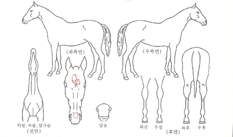 Àå»êÆÄÅ©ÀÇ Ãø¸é,¿ì¸é,µÞ¸é,µÎ»ó,´Ù¸®ÀÇ Æ¯Â¡µµÇØ