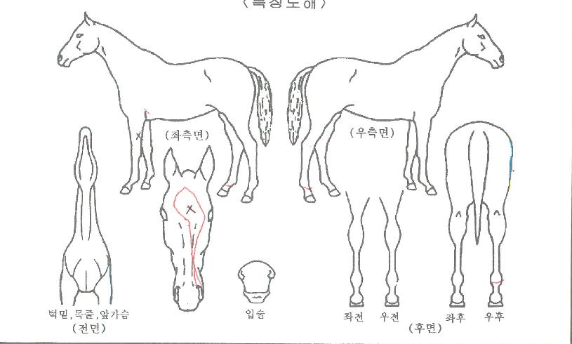 ĸƾ°ÉÀÇ Ãø¸é,¿ì¸é,µÞ¸é,µÎ»ó,´Ù¸®ÀÇ Æ¯Â¡µµÇØ