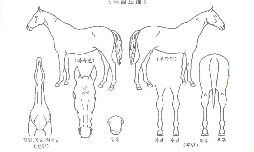 ÇѶóºñÈ£ÀÇ Ãø¸é,¿ì¸é,µÞ¸é,µÎ»ó,´Ù¸®ÀÇ Æ¯Â¡µµÇØ