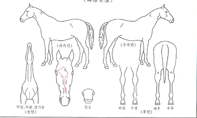 ���𷯽��� ����,���,�޸�,�λ�,�ٸ��� Ư¡����