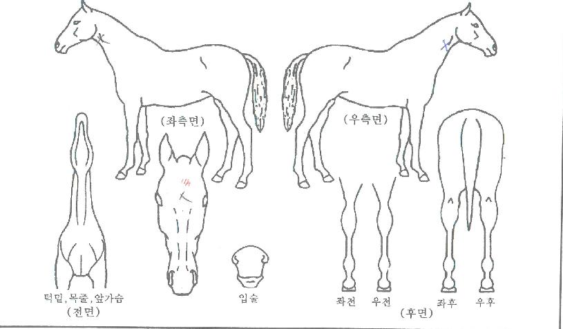ÇÁ¶óÀÓ¼¹ÔÀÇ Ãø¸é,¿ì¸é,µÞ¸é,µÎ»ó,´Ù¸®ÀÇ Æ¯Â¡µµÇØ