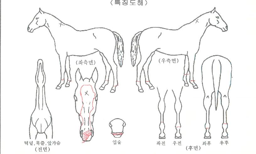 ��Ϲ��͹ٺ��� ����,���,�޸�,�λ�,�ٸ��� Ư¡����