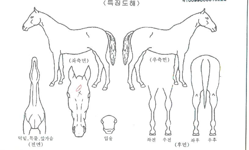 Æä´õ·²½ºÅ¸ÀÇ Ãø¸é,¿ì¸é,µÞ¸é,µÎ»ó,´Ù¸®ÀÇ Æ¯Â¡µµÇØ