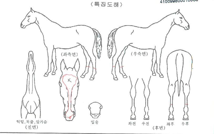 ´ÃÂ÷¿À¸§ÀÇ Ãø¸é,¿ì¸é,µÞ¸é,µÎ»ó,´Ù¸®ÀÇ Æ¯Â¡µµÇØ