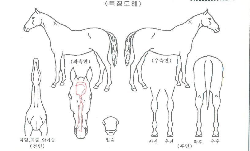Äý¿ÀºêÆÛ½ºÆ®ÀÇ Ãø¸é,¿ì¸é,µÞ¸é,µÎ»ó,´Ù¸®ÀÇ Æ¯Â¡µµÇØ