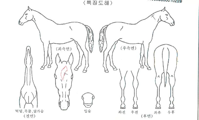 ½ºÇÁ¸µµ¥ÀÌÀÇ Ãø¸é,¿ì¸é,µÞ¸é,µÎ»ó,´Ù¸®ÀÇ Æ¯Â¡µµÇØ