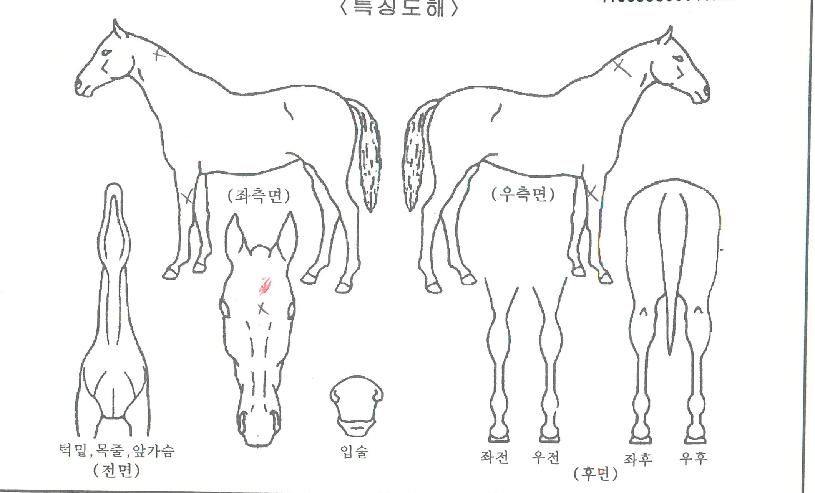 ŷ�������� ����,���,�޸�,�λ�,�ٸ��� Ư¡����