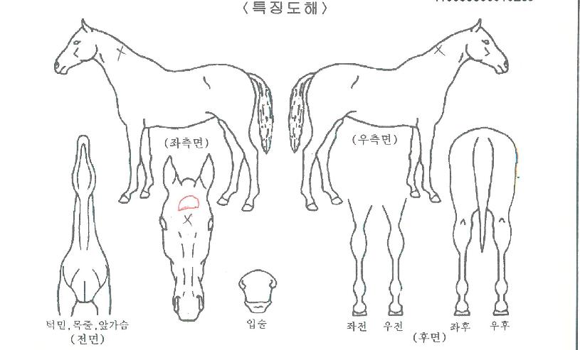 Äý¶óÀ̾ðÀÇ Ãø¸é,¿ì¸é,µÞ¸é,µÎ»ó,´Ù¸®ÀÇ Æ¯Â¡µµÇØ