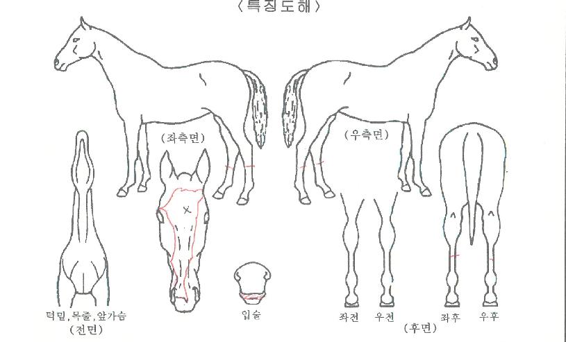 �������̿��� ����,���,�޸�,�λ�,�ٸ��� Ư¡����