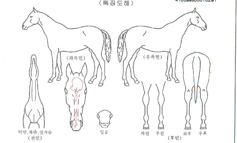 ÆÛÆåÆ®ÄÚ¸®¾ÆÀÇ Ãø¸é,¿ì¸é,µÞ¸é,µÎ»ó,´Ù¸®ÀÇ Æ¯Â¡µµÇØ