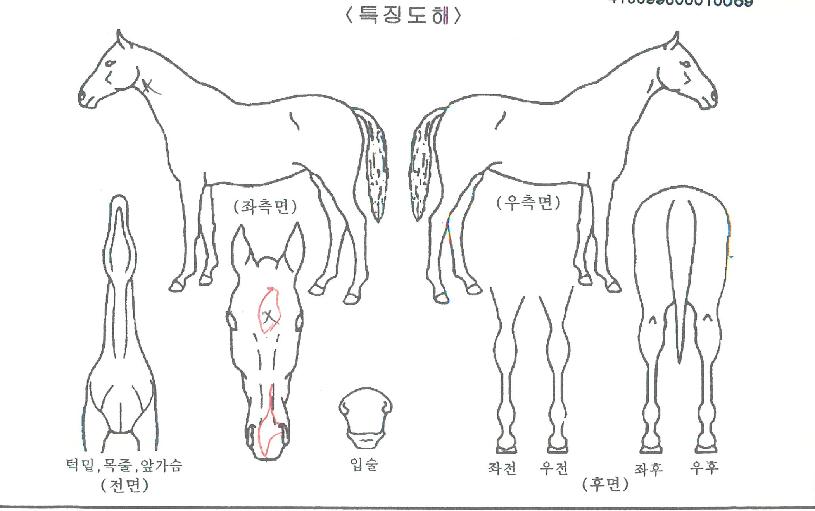 ¼¾¸¶¿ìÀÇ Ãø¸é,¿ì¸é,µÞ¸é,µÎ»ó,´Ù¸®ÀÇ Æ¯Â¡µµÇØ