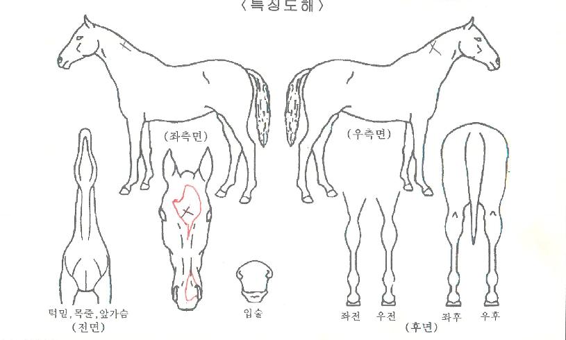 À̱۽ºÅ¸ÀÇ Ãø¸é,¿ì¸é,µÞ¸é,µÎ»ó,´Ù¸®ÀÇ Æ¯Â¡µµÇØ