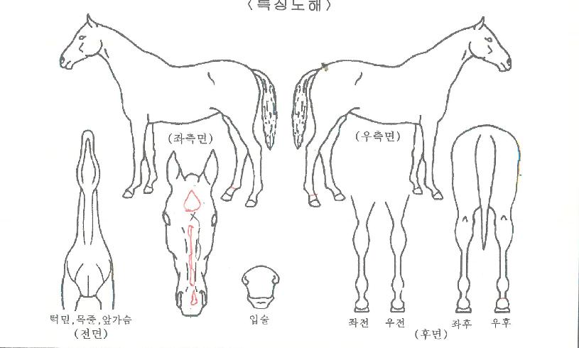 �帲��ġ�� ����,���,�޸�,�λ�,�ٸ��� Ư¡����