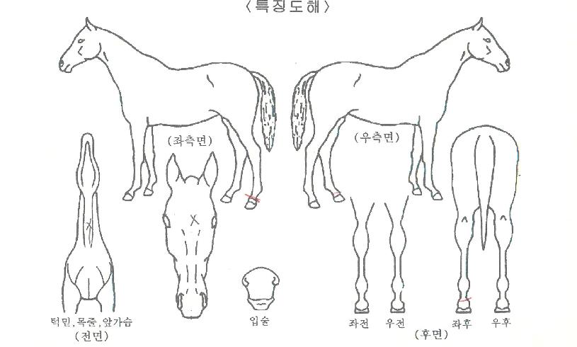 ¿ÂÀ̱۸ó½ºÅÍÀÇ Ãø¸é,¿ì¸é,µÞ¸é,µÎ»ó,´Ù¸®ÀÇ Æ¯Â¡µµÇØ