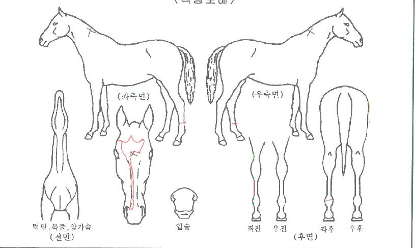 Å·ºê¶ó´õÀÇ Ãø¸é,¿ì¸é,µÞ¸é,µÎ»ó,´Ù¸®ÀÇ Æ¯Â¡µµÇØ