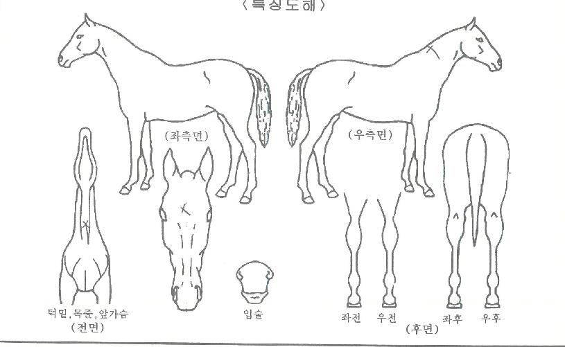 ���״����� ����,���,�޸�,�λ�,�ٸ��� Ư¡����