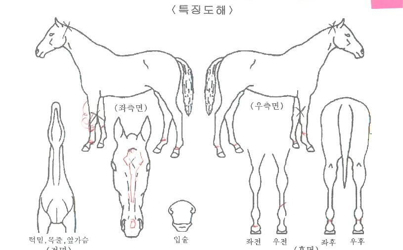 ¼±´õÄÉÀÌÀÇ Ãø¸é,¿ì¸é,µÞ¸é,µÎ»ó,´Ù¸®ÀÇ Æ¯Â¡µµÇØ