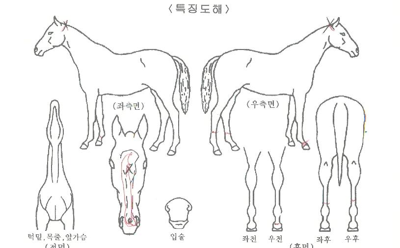 ��Ӻ����̵��� ����,���,�޸�,�λ�,�ٸ��� Ư¡����