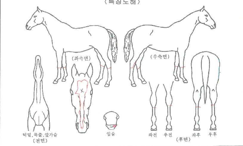 ���̾�Ʈ������ ����,���,�޸�,�λ�,�ٸ��� Ư¡����