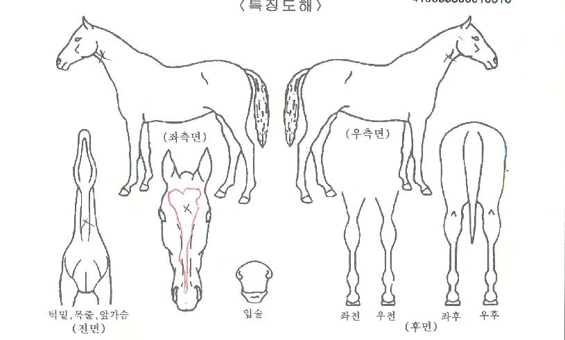 ���ϵ彺���� ����,���,�޸�,�λ�,�ٸ��� Ư¡����