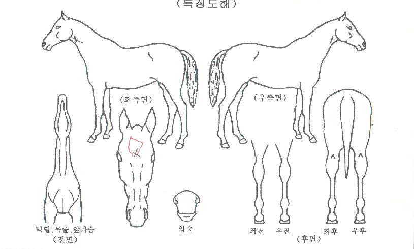 ¿À¸¶À̼±ÀÚ¸¶ÀÇ Ãø¸é,¿ì¸é,µÞ¸é,µÎ»ó,´Ù¸®ÀÇ Æ¯Â¡µµÇØ