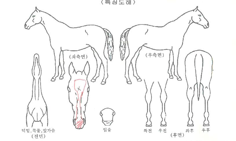 �ְ����̺��� ����,���,�޸�,�λ�,�ٸ��� Ư¡����