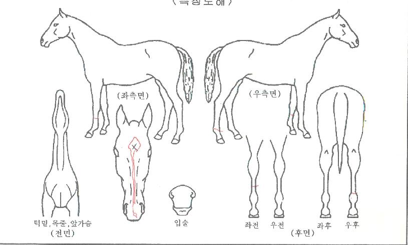 ¹Ì½º¾Æµ¨ÀÇ Ãø¸é,¿ì¸é,µÞ¸é,µÎ»ó,´Ù¸®ÀÇ Æ¯Â¡µµÇØ