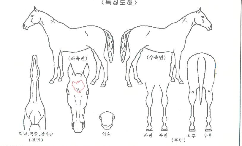 ¼±´õ¿¡À̽ºÀÇ Ãø¸é,¿ì¸é,µÞ¸é,µÎ»ó,´Ù¸®ÀÇ Æ¯Â¡µµÇØ