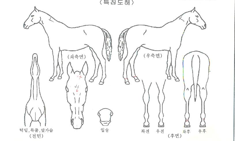 ´ëÁöÀÇÇÔ¼ºÀÇ Ãø¸é,¿ì¸é,µÞ¸é,µÎ»ó,´Ù¸®ÀÇ Æ¯Â¡µµÇØ