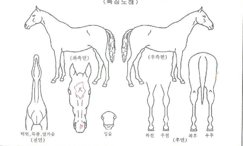 ���ǵ���� ����,���,�޸�,�λ�,�ٸ��� Ư¡����